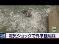外来種 魚 問題 153001