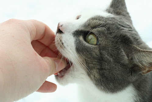 Martha eating my hand