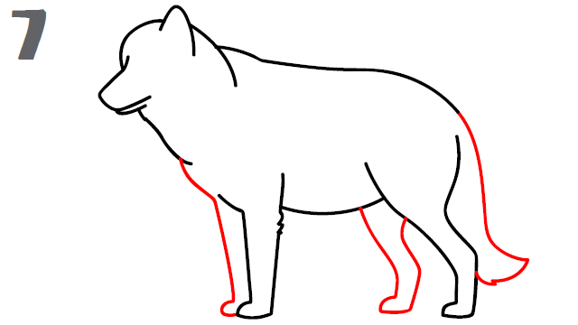 How To Draw a Wolf - Step-by-Step