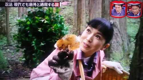 水曜日のダウンタウン 忍法の説の検証結果は成功or失敗 効果的な術は 土遁 木遁 水遁 トレンドホヤホヤ