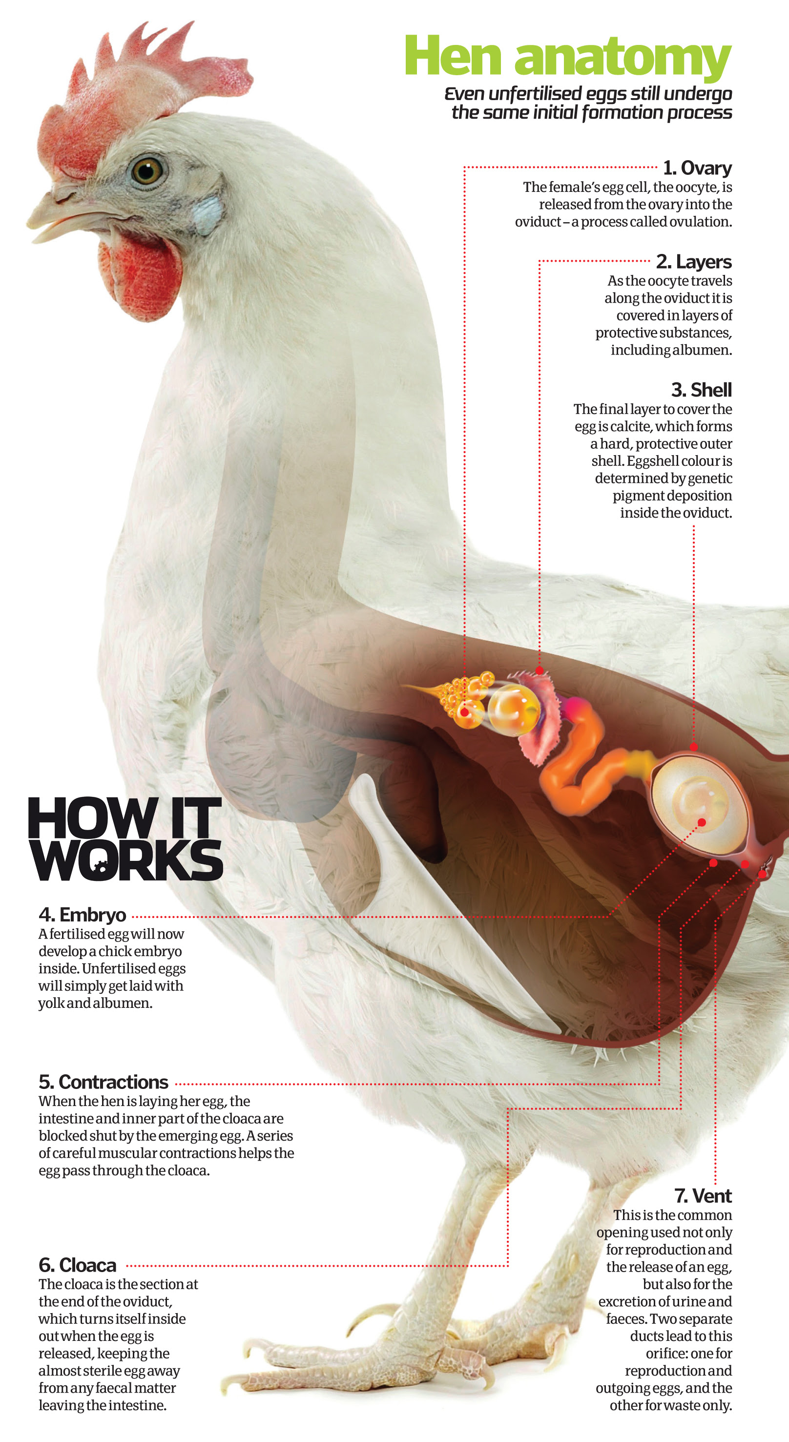 How do chickens lay eggs? | How It Works Magazine