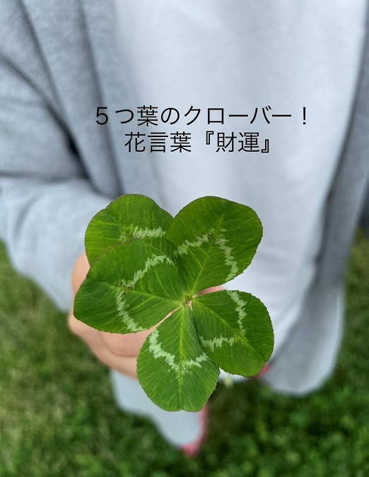 ７つ葉のクローバー発見 南郷 その確率は カーショップ日向 有限会社 八戸市