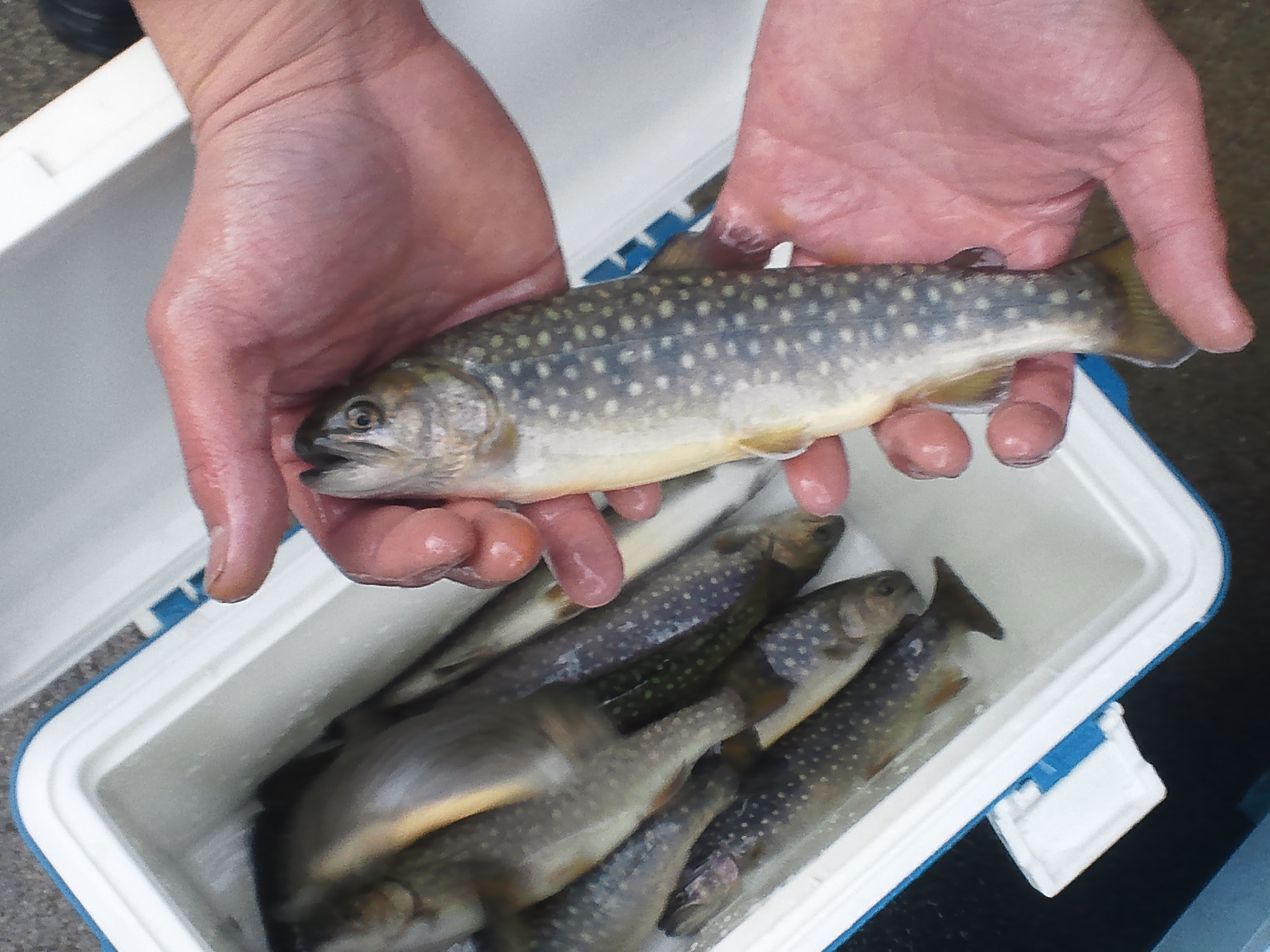 Donaldson Blog Donaldson ドナルドソン