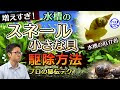 [最も選択された] スネール 水槽 貝 245039-スネール 水��� 貝