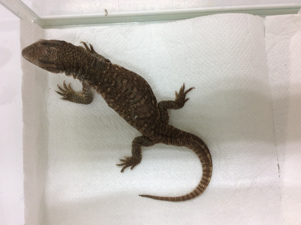 サバンナモニターの代謝性骨疾患 オアシス便り 垂水オアシス動物病院