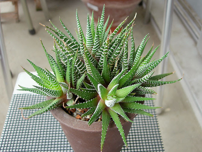 黒十二の巻 十二の巻 三変化の巻 緑町のウェブ屋 多肉植物と球根 着生植物のベランダガーデン 跡地