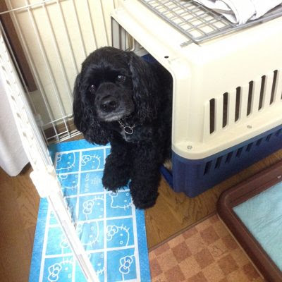 サークル や ケージ クレート って何 うちの子には必要 一般社団法人 盲導犬総合支援センター