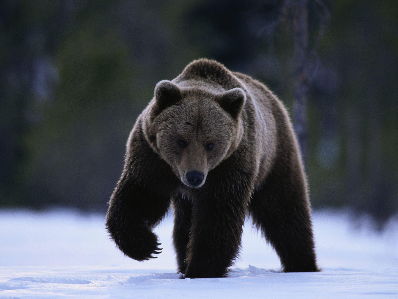 Grizzly Bear Backgrounds - Wallpaper Cave