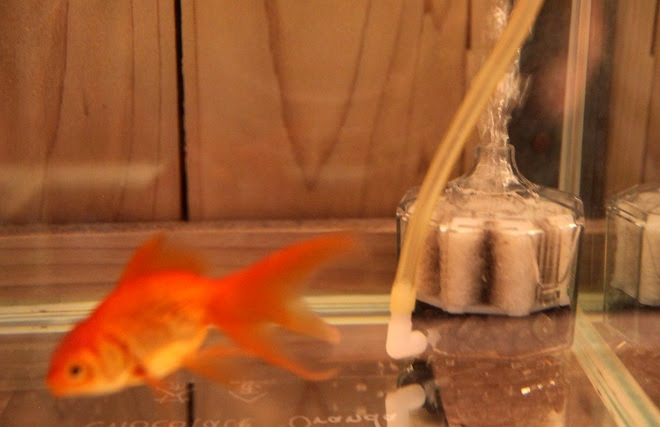 水族館の飼育スタッフに聞いた 金魚 飼い方のコツ 東京スカイツリータウン にある すみだ水族館 公式