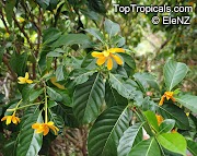 Terpopuler 31+ Gardenia Carinata