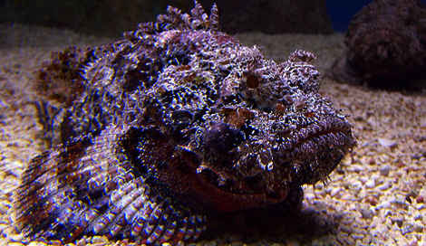 オニダルマオコゼとはこんな魚 ダイビングに注意 背びれに毒トゲを持つ刺毒魚