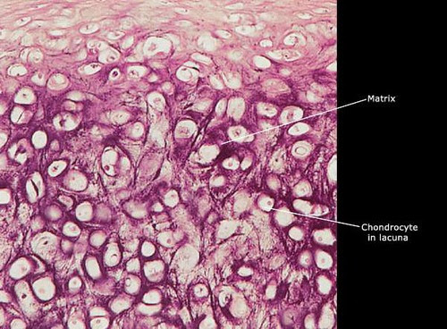 Exam 1 flashcards | Quizlet