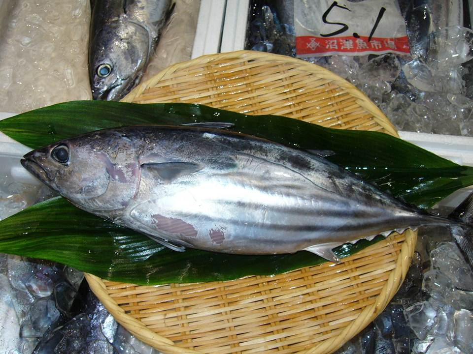沼津港の季節の魚図鑑 羽野水産株式会社 秋に獲れるお魚をご紹介