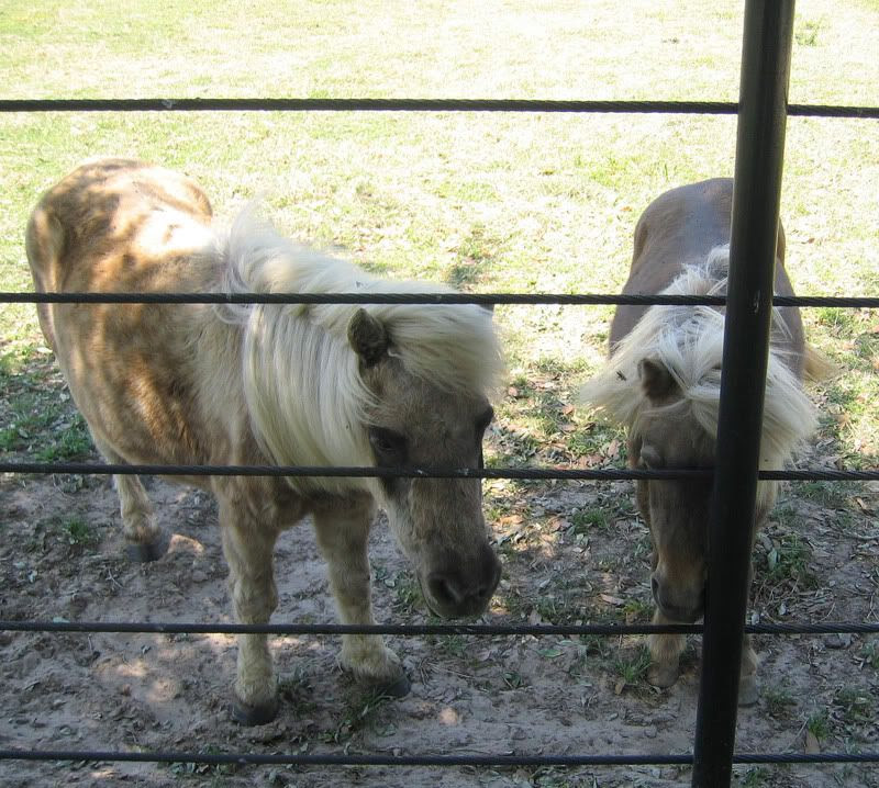 Sid Is Alive More From Black Beauty Ranch