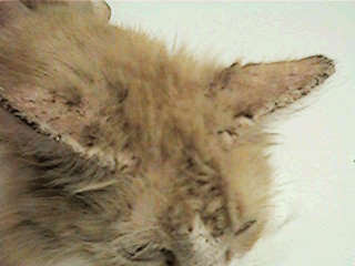 scabies kucing sebelum suntik ivermectin