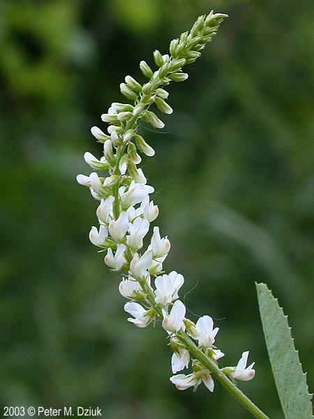 Image of White sweet clover flower