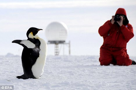 penguins