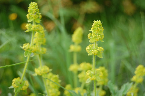 Crosswort