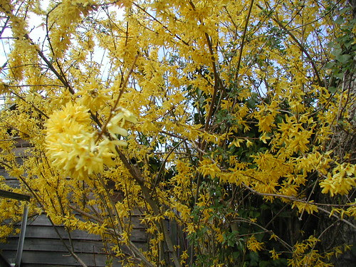 Forsythia
