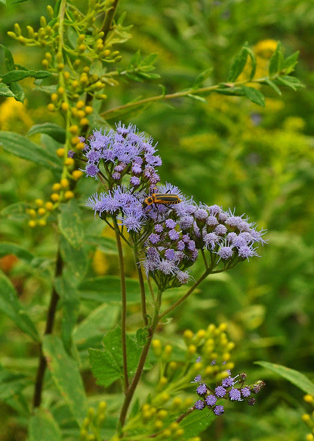 Conoclinium coelestinum (5)