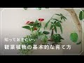 √ 垂れ下がる 植物 屋外 108030-垂れ下がる 植物 屋外