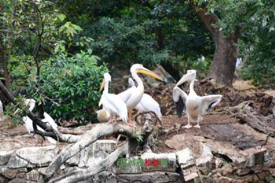 æ©èµä¸éå¨ç©å­ æ¥æ¬ä¸äº¬é½å°ä¸åºæ©èµä¸éå¨ç©å­ææ¸¸æå