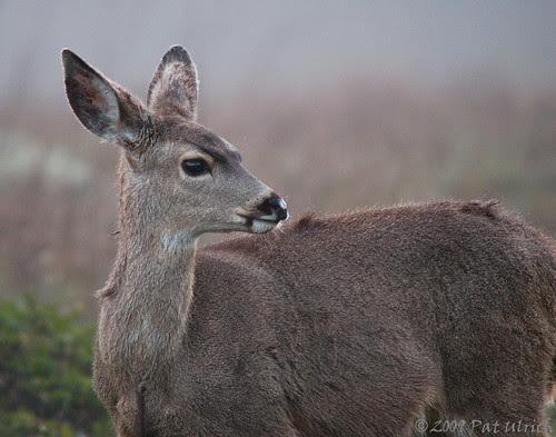 Mother mule deer