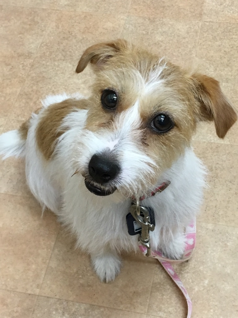 横浜市の犬のしつけレッスン 栄区 J ラッセル テリア タンタンちゃん 1才5ヶ月 Visse S Blog 横浜市の犬のしつけレッスン ドッグスクールvisse