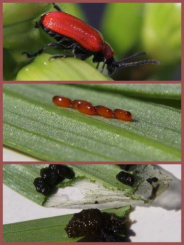 Red Lily Beetle, Eggs, Larvae