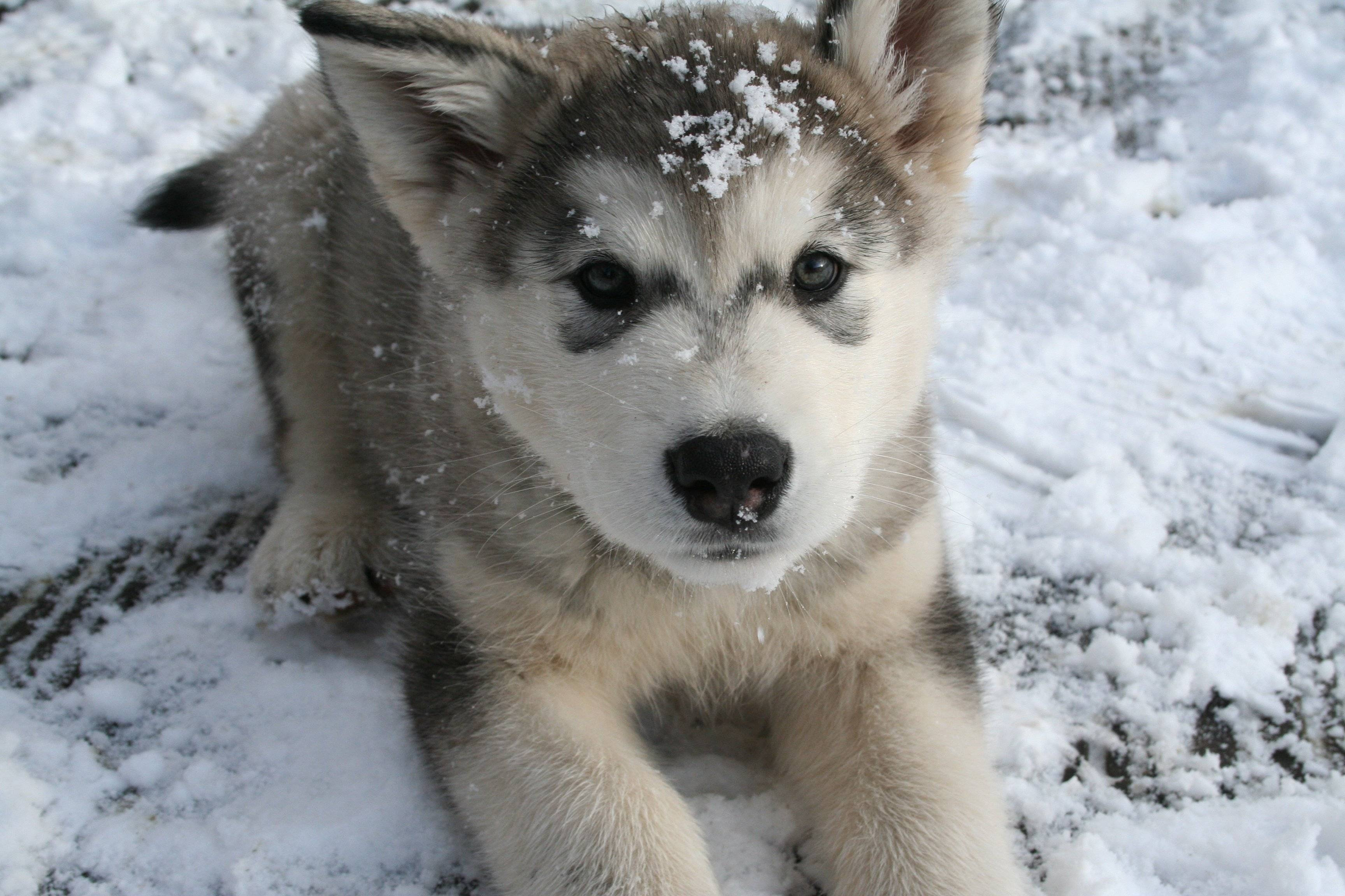 Alaskan Malamute Wallpapers - Wallpaper Cave