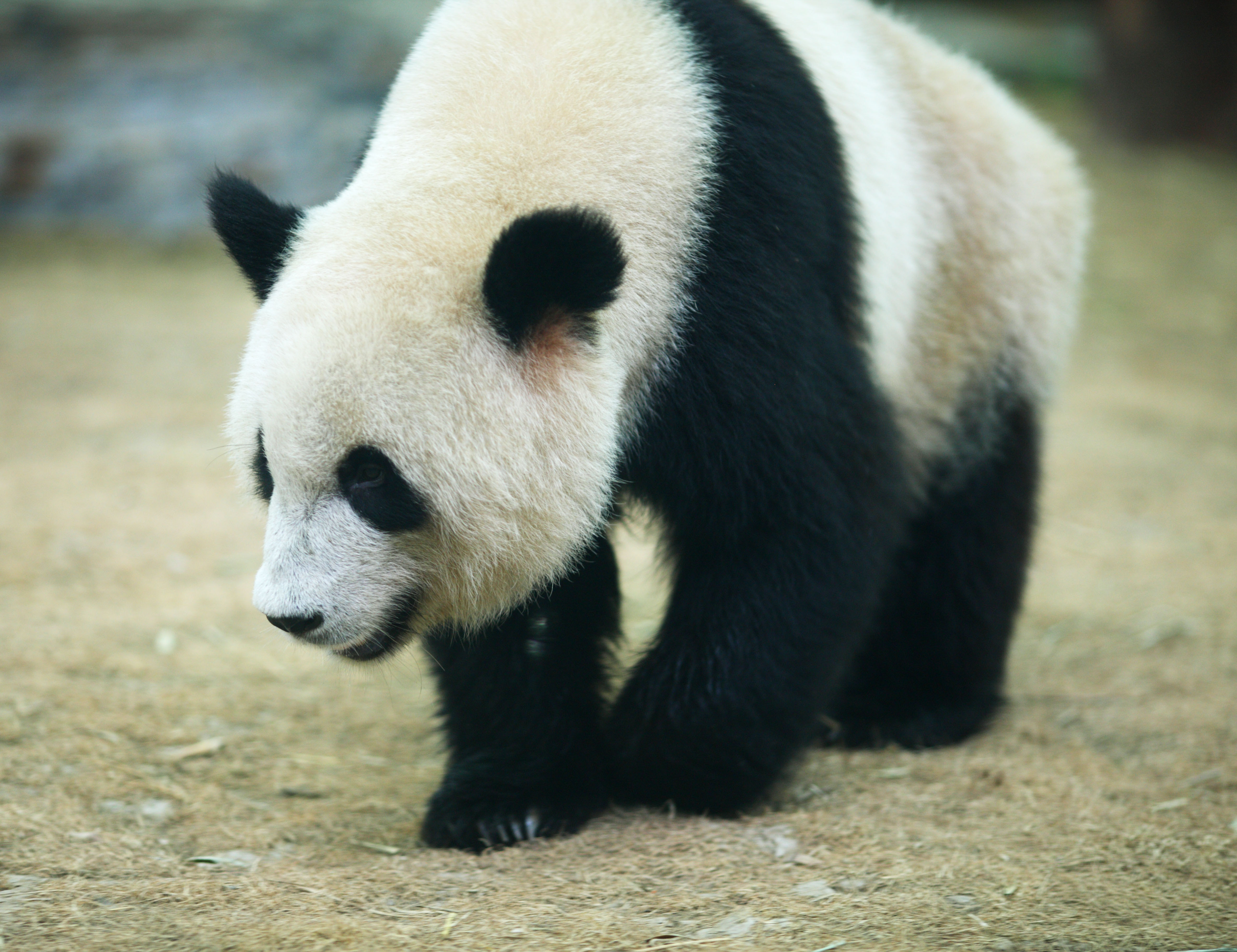 ゆんフリー写真素材集 No 7930 ジャイアントパンダ 中国 北京