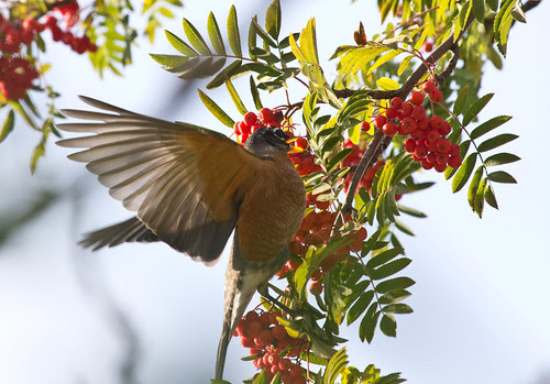 American Robin at mountain ash