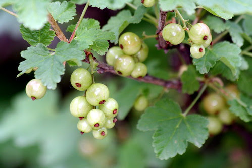 grosellas