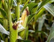 25+ Botani Jagung