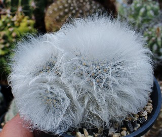 白いふわふわ刺のサボテンたち ガマンマの ニク サボ栽培 楽天ブログ