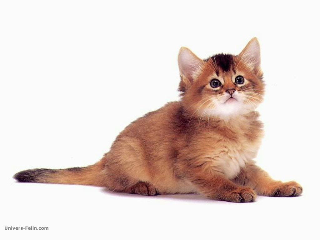 Comprendre Son Chat
