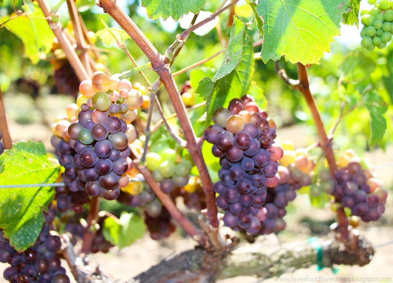 Wine Country or Bust: Sonoma / Loves Food, Loves to Eat