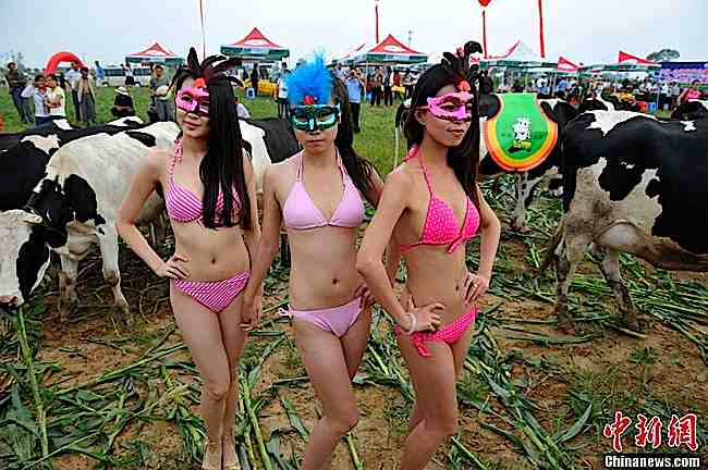 1st Annual Chinese Bikini Cow Girl Contest