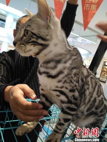来場者もネコちゃんたちの可愛さに思わずニッコリ 瀋陽国際名猫展 