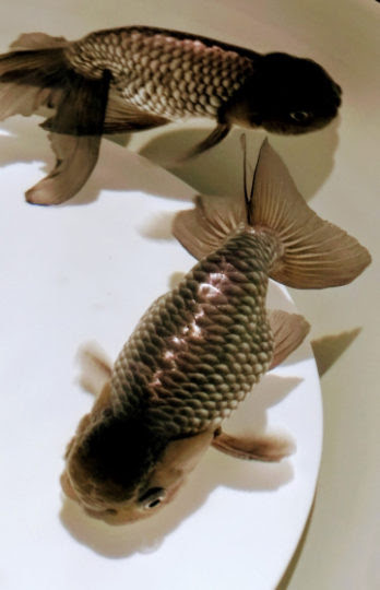 黒らんちゅうの飼い方 金魚 飼育 えさ 病気 種類 ミズムック