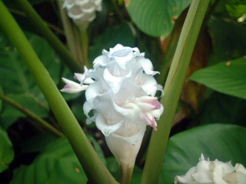 無料ダウンロード 花 カラテア シモネガ