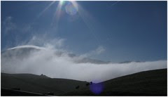 0102_fog_cows