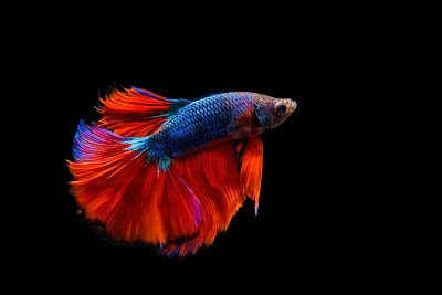 水流の作り方 熱帯魚やエビの酸欠と油膜を防ぐ方法