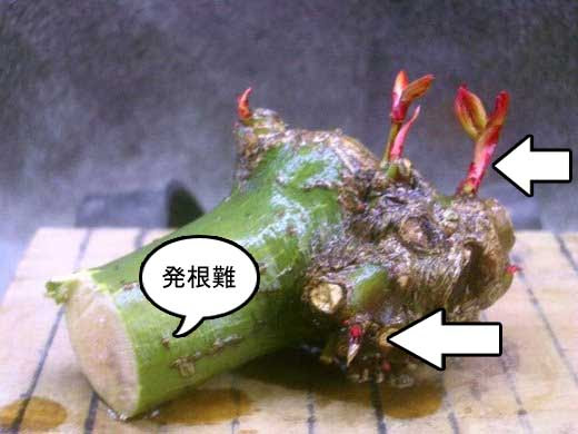 モミジ 嵐山 の挿し木 市川三郎の プチ盆栽日記