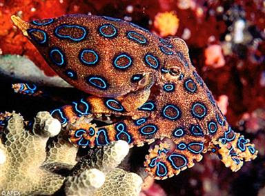 wwwsupiricom_5 Sucker punch: The venom of the blue-ringed octopus can kill a man
