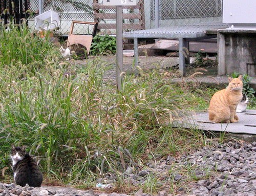 Cats