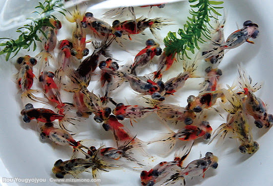 第9回 金魚を上から見たところ 金魚のイロハ 熱帯魚のことなら みずものコム