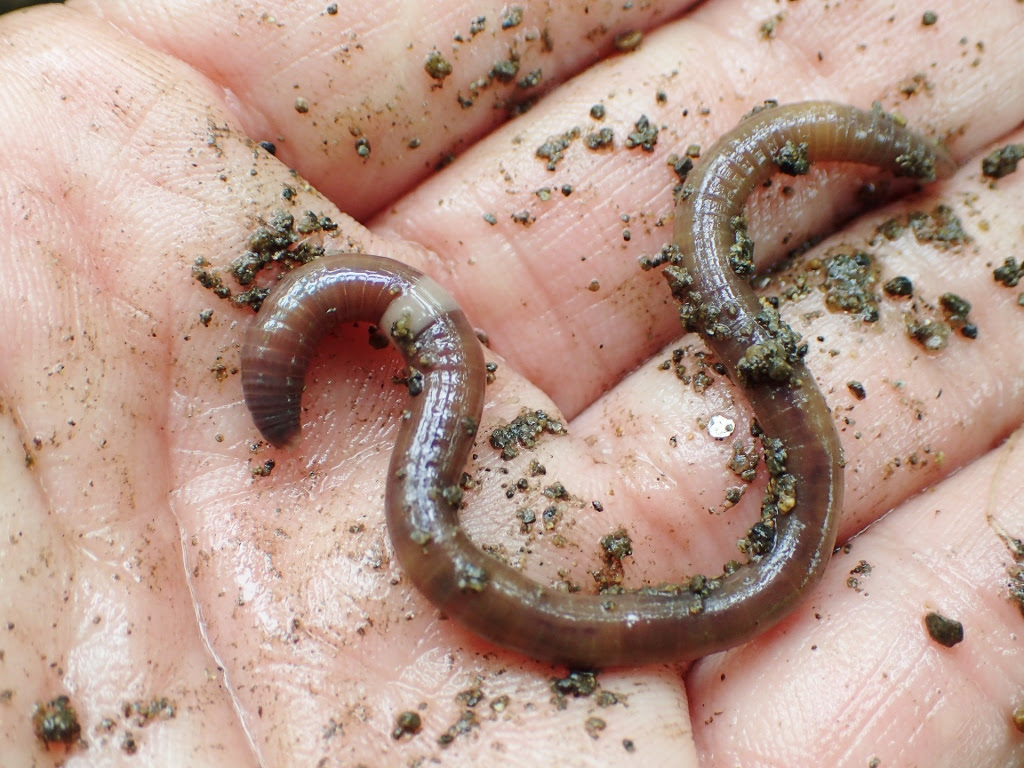 River Walkブログ ミミズは水中で恋をする River Walk