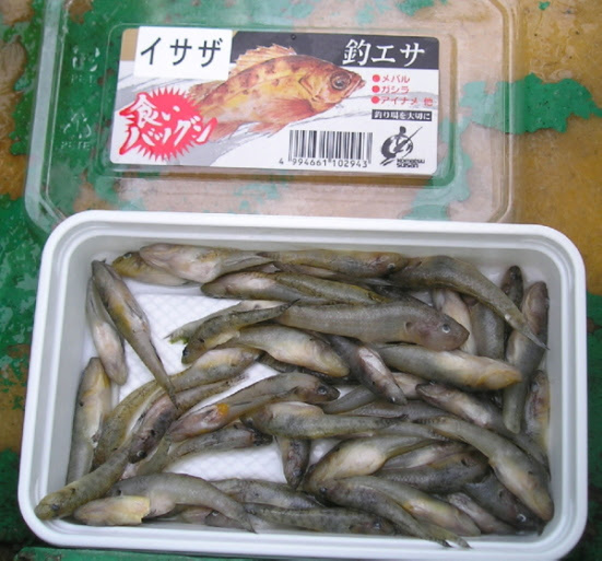 中ノ瀬戸のガシラ釣り