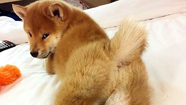 だって柴だもん 可愛いんだから仕方ない 柴犬たちをたっぷり堪能する写真集 マランダー